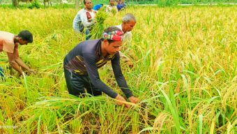 বিয়ানীবাজারে নবান্ন উৎসব চোখে পড়ে না!