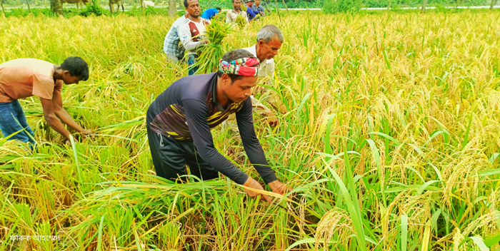 বিয়ানীবাজারে নবান্ন উৎসব চোখে পড়ে না!