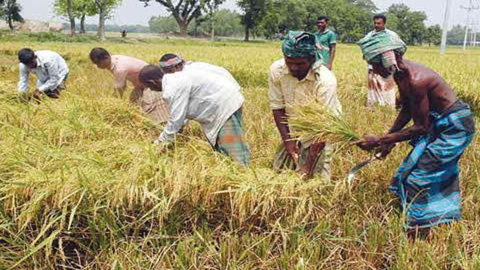 সুনামগঞ্জে আমন উৎপাদন লক্ষ্যমাত্রার ছাড়িয়ে যাওয়ার আশা