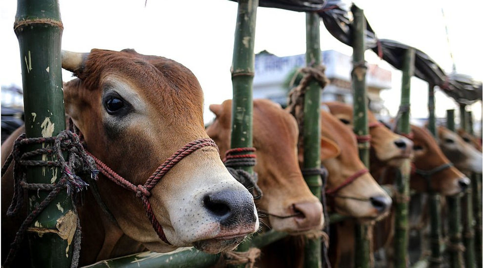 দোয়ারাবাজারে সীমান্তে আটক গরুগুলো কার?