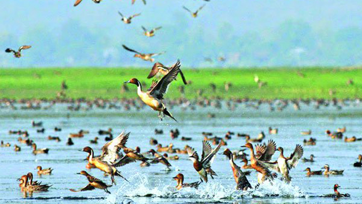 বিয়ানীবাজারে সংকুচিত হয়ে গেছে পাখিদের সবুজ দুনিয়া