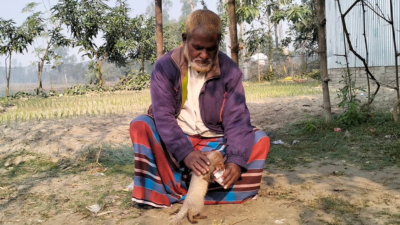 শুকুর আলীর সঙ্গে বেজির বন্ধুত্ব, এলাকায় চাঞ্চল্য